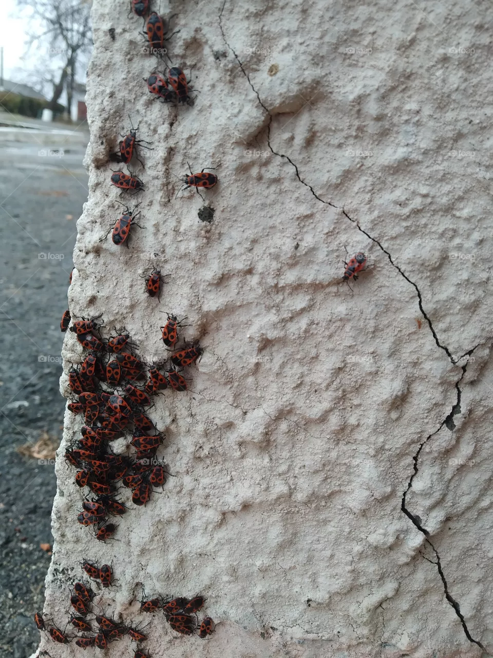 soldier-bugs