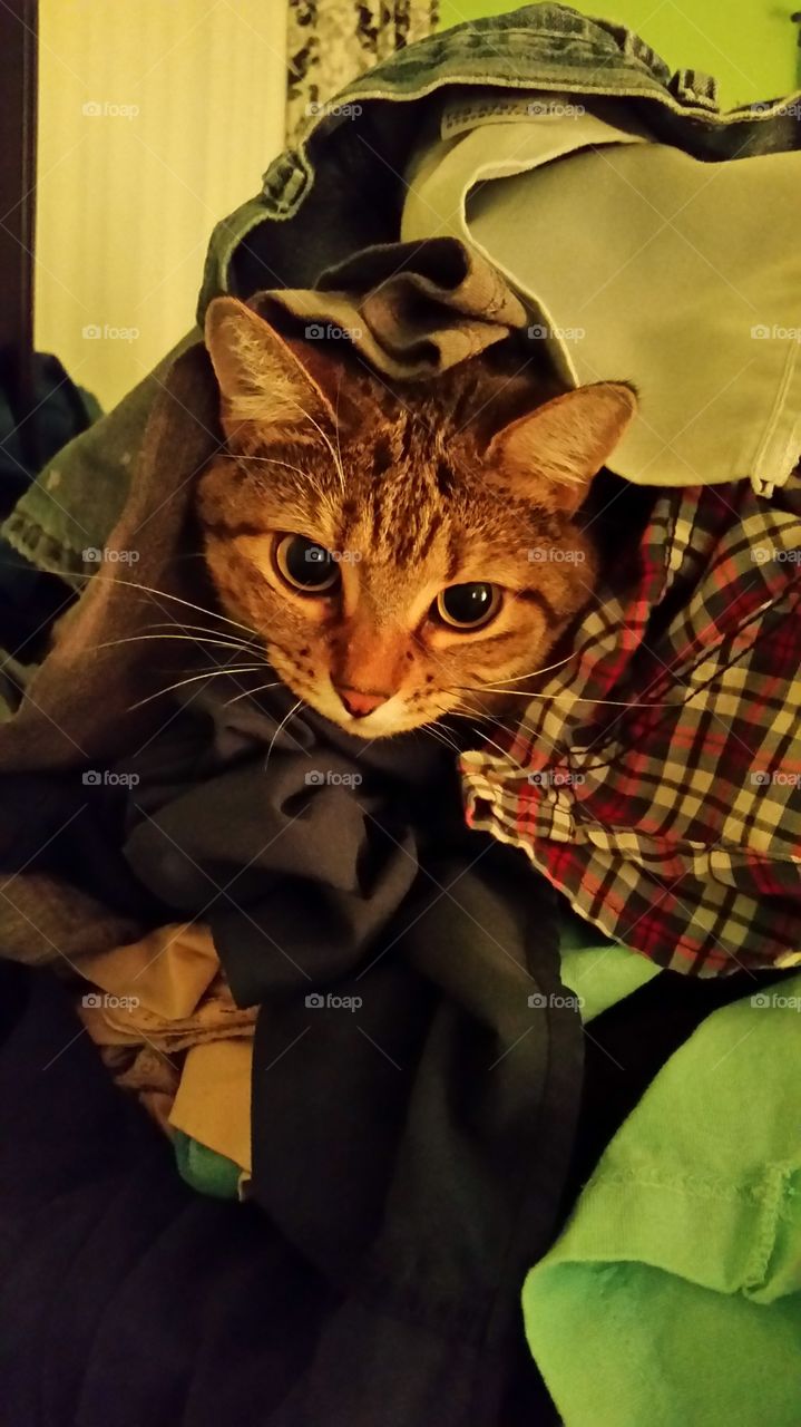 Tabby cat laying in laundry