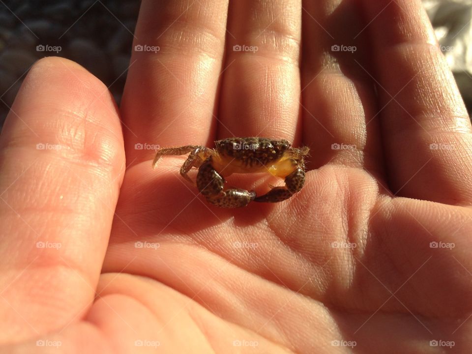 little crab on a woman's hand 