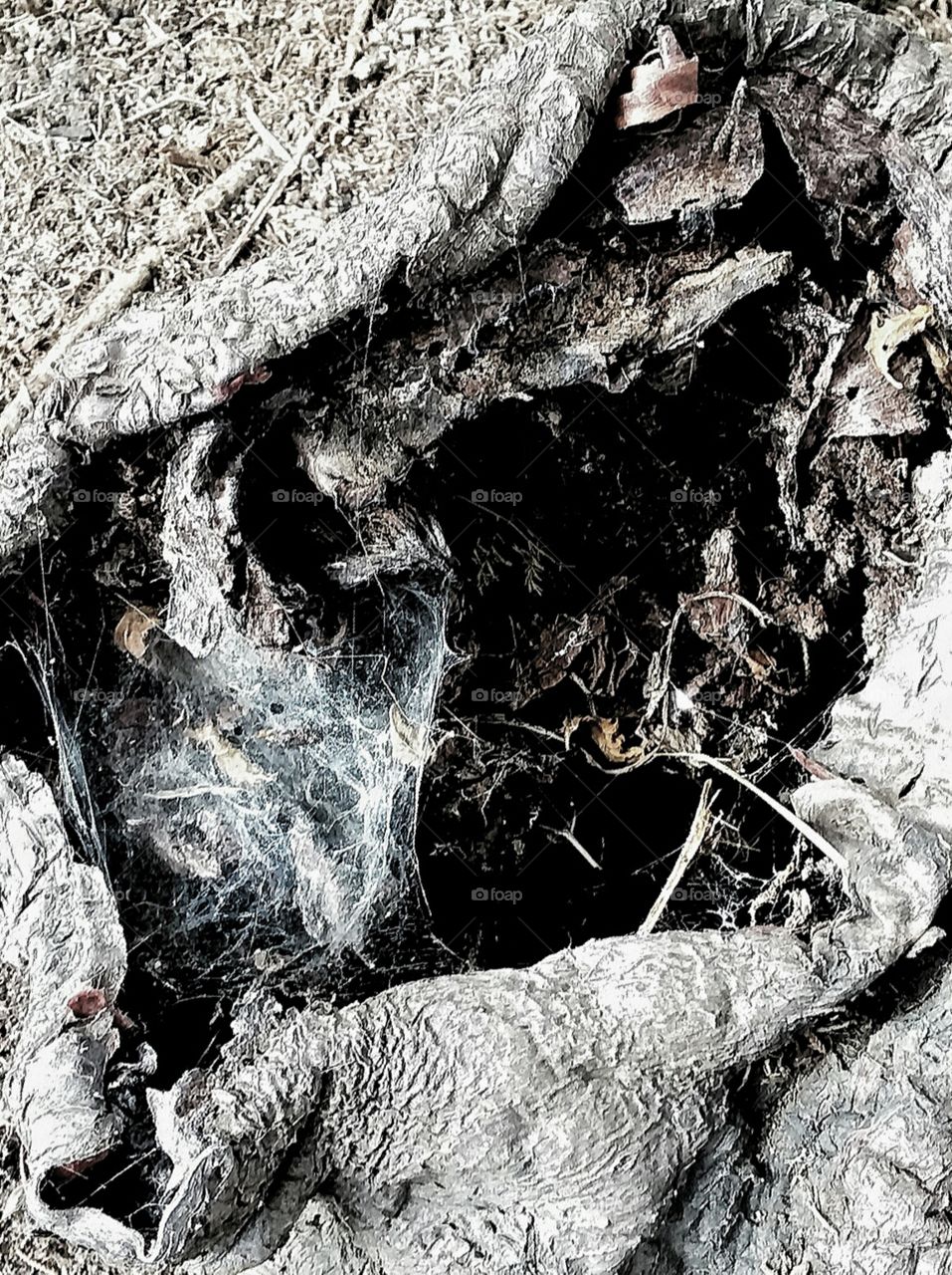 Large Hollow Deep Tree Stump