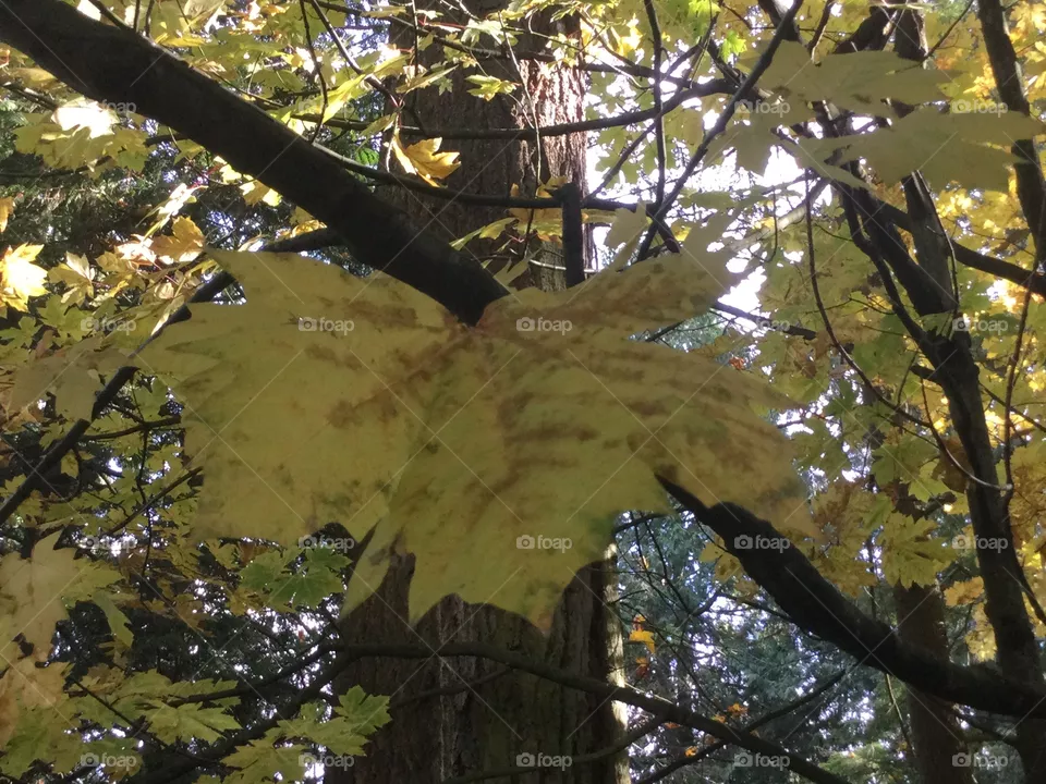 Maple leaf Changing Colour in Autumn 