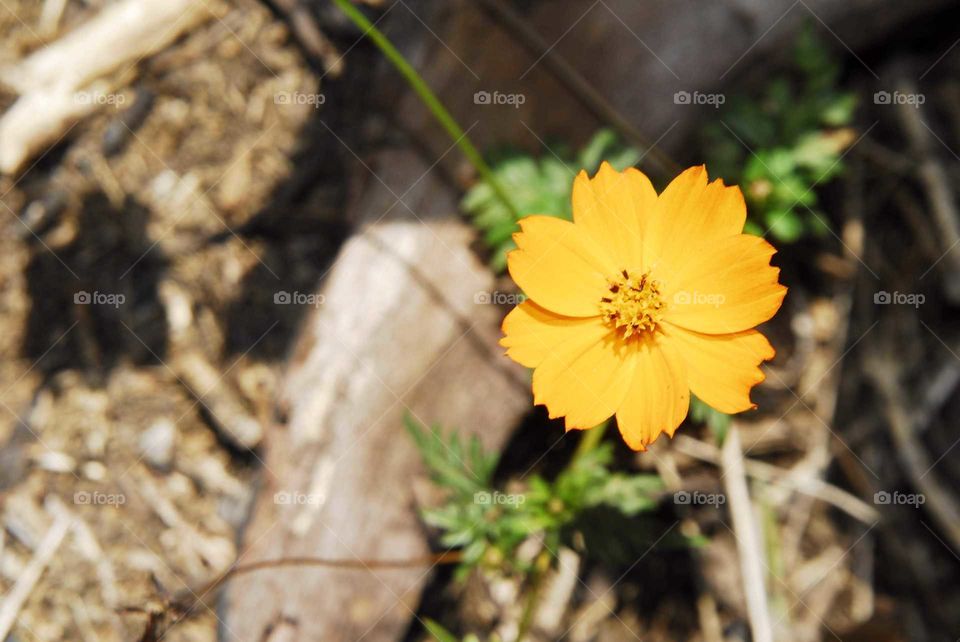 a lovely yellow flower in the garden
