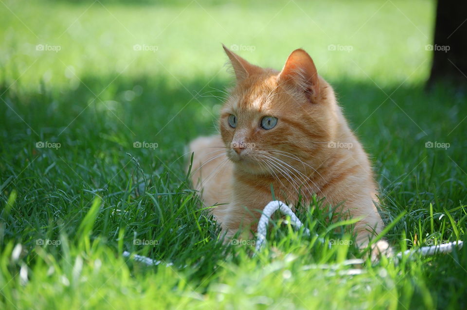 Cat playing in the grass