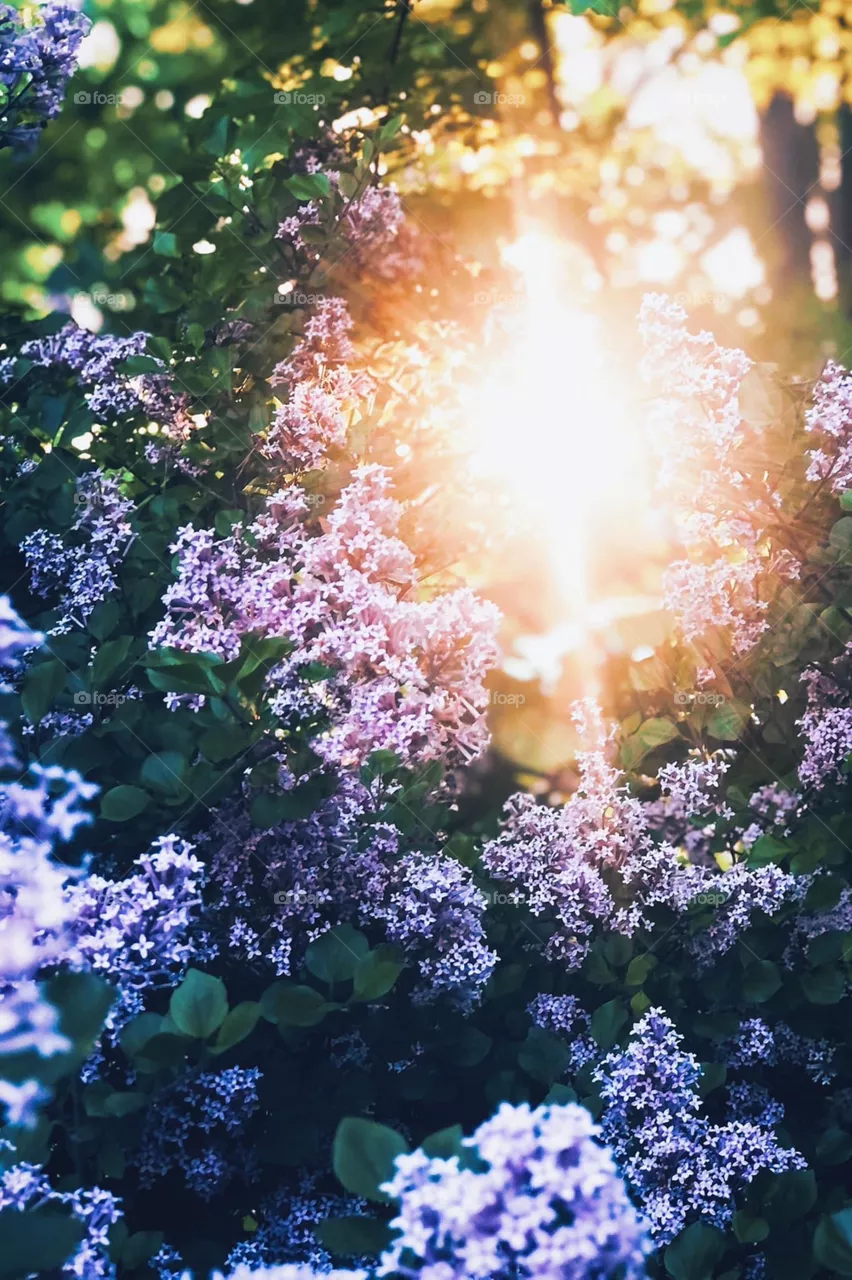 Lilac