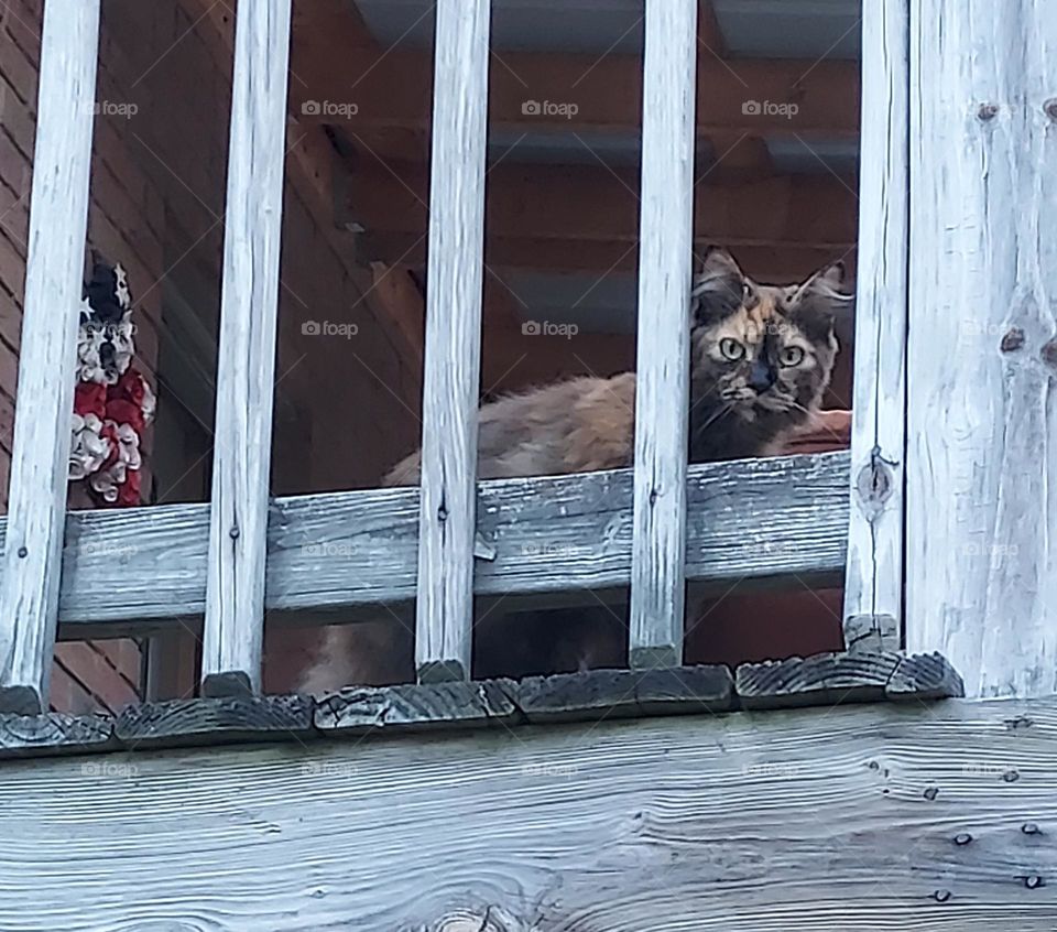 beautiful tortoise shell cat