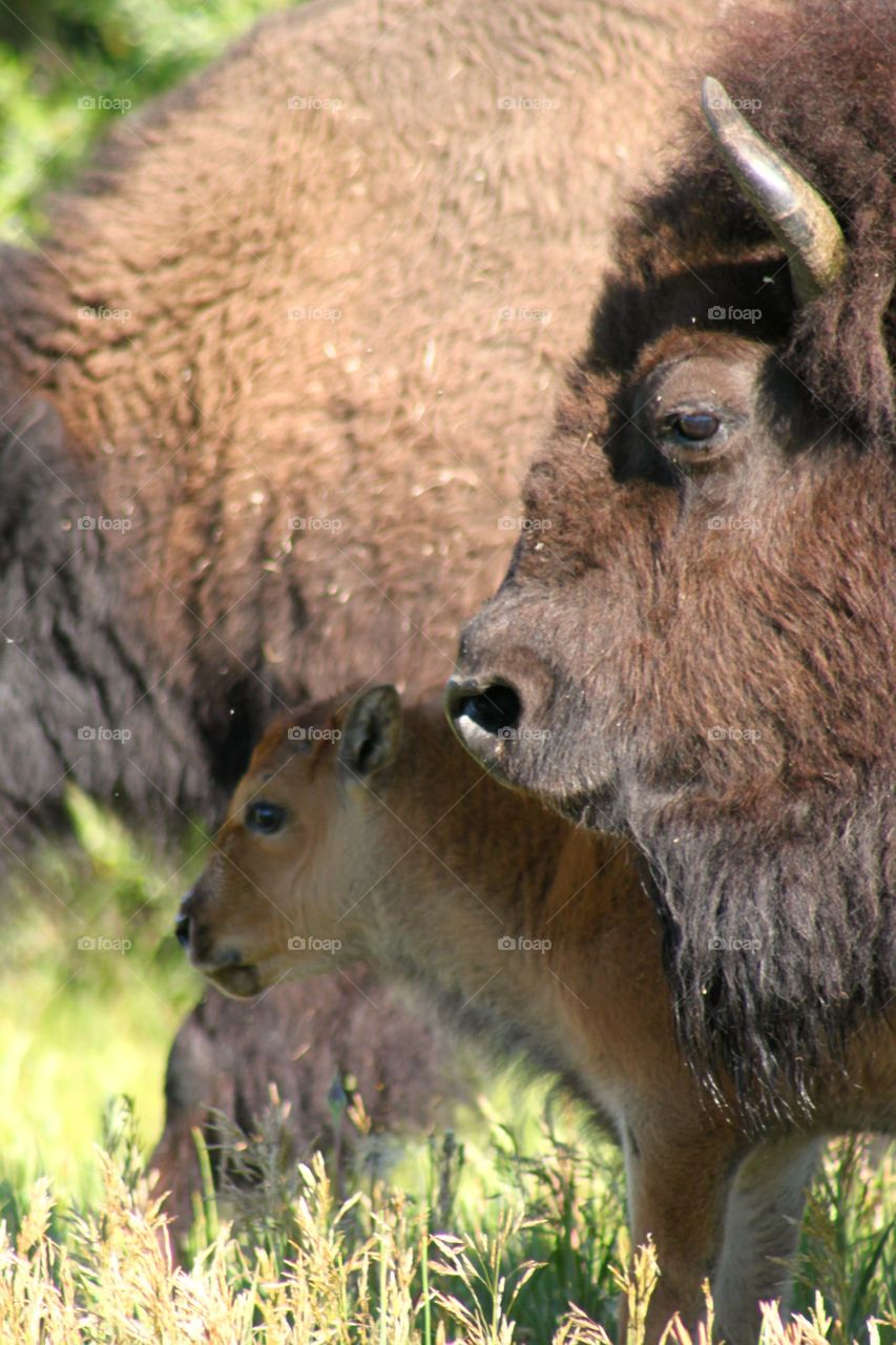 Mommy and Baby