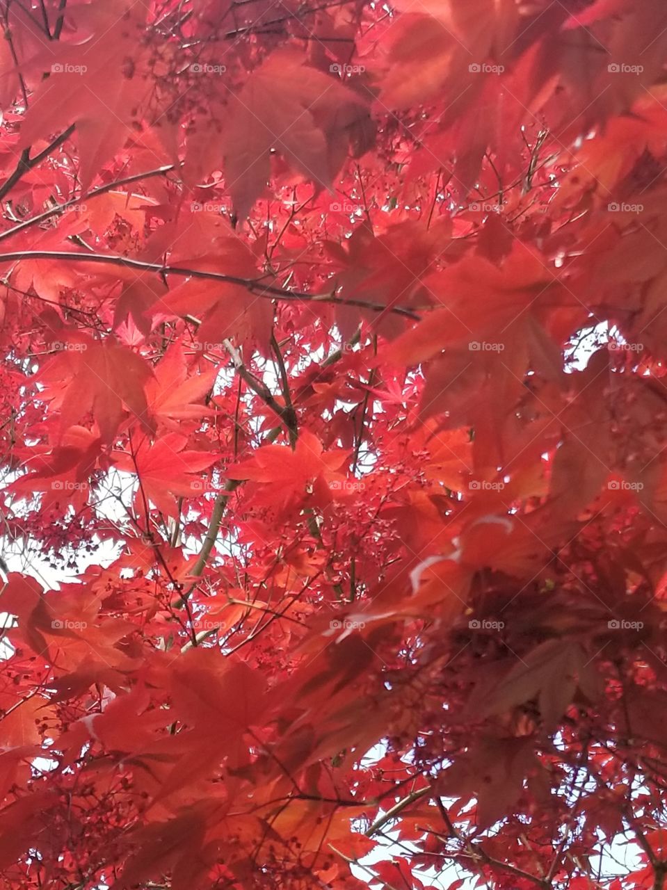 Red Leaves