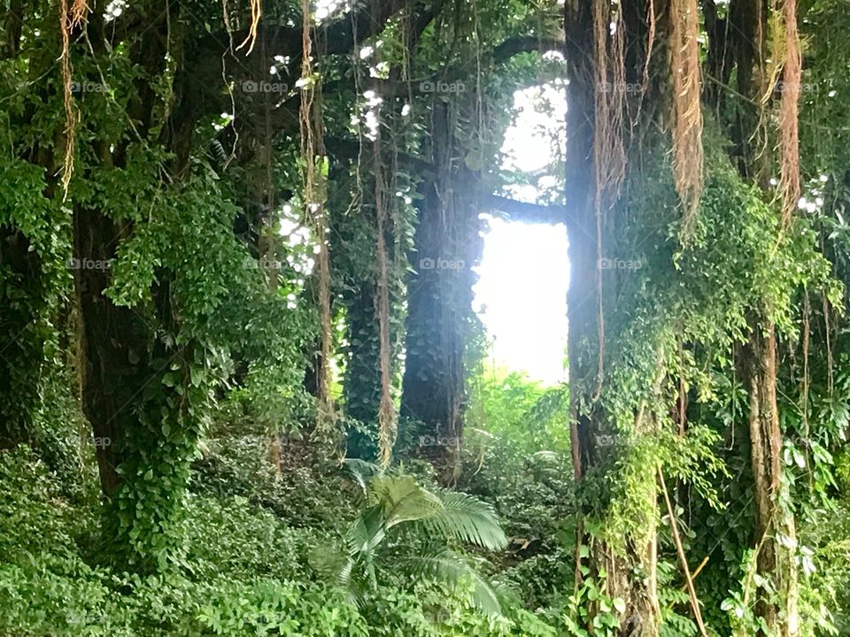 Tropical jungle path