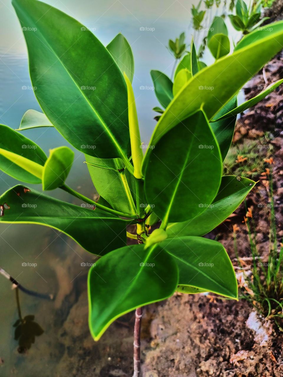Close up of a young mangrove tree growing in a brackish water river
