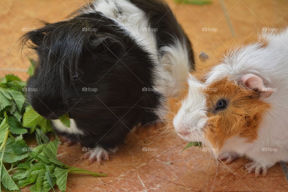 two guinea pigs pet eating home