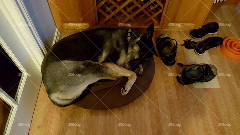 sleepy German Shepherd