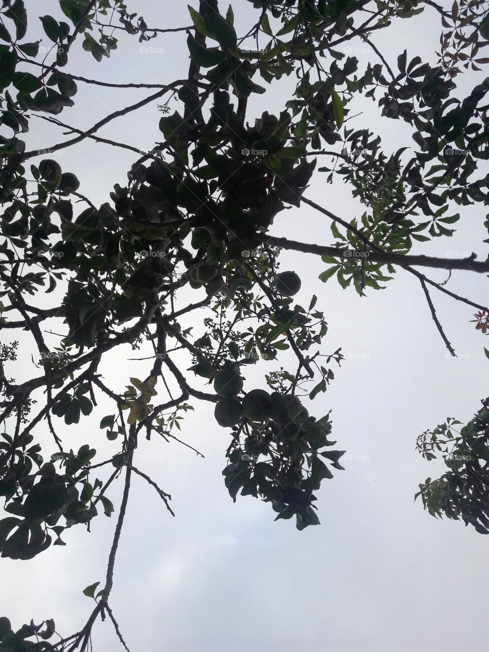fruit.tree.sky