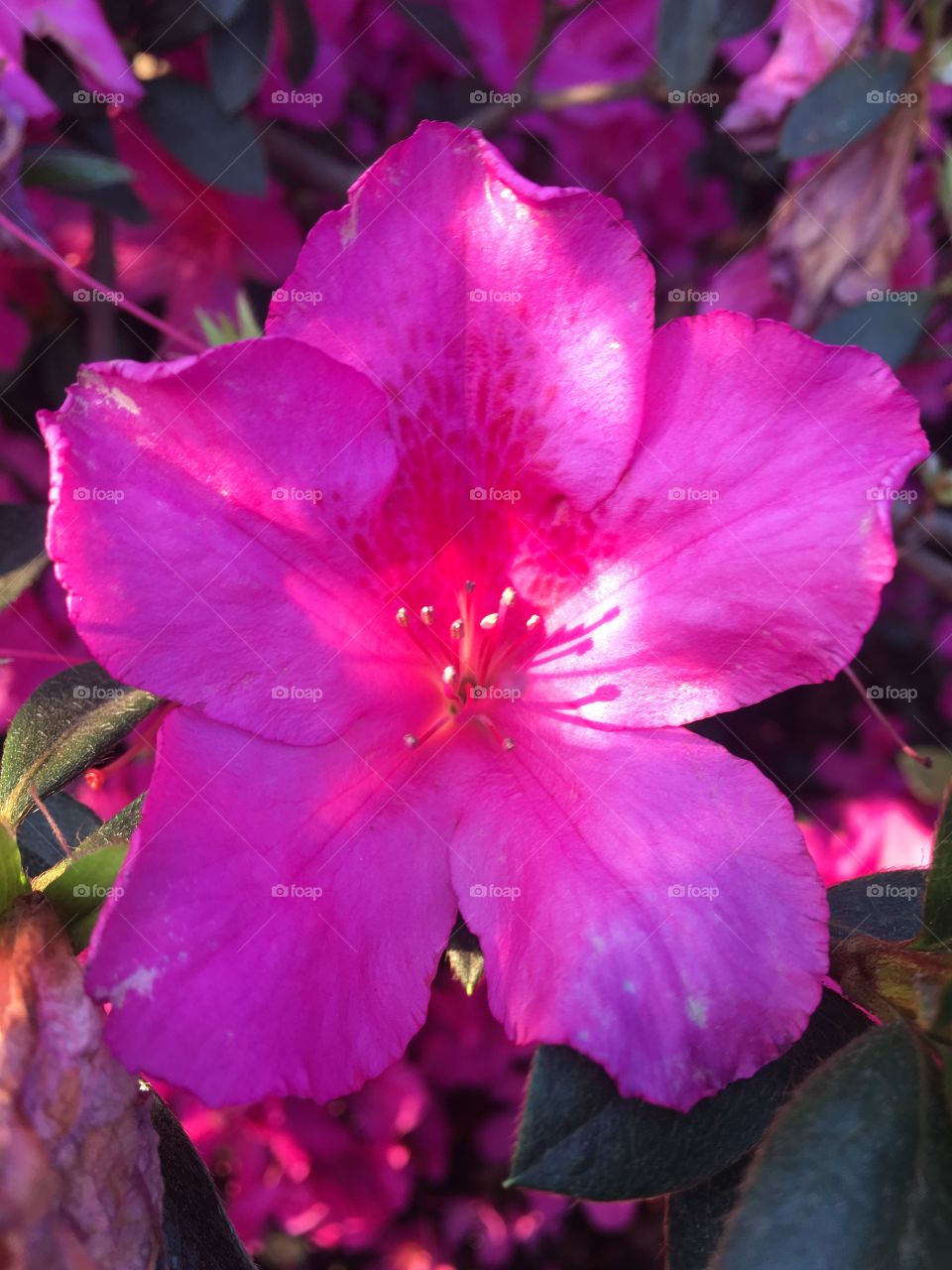 🇧🇷 Azaleias muito bonitas do nosso jardim. Como não se empolgar com a beleza da natureza? / 🇺🇸 Very beautiful azaleas from our garden. How not to get excited about the beauty of nature? /