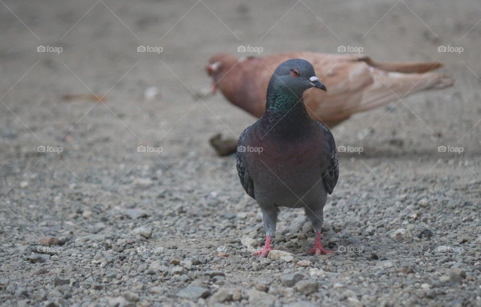 Pigeon Bird