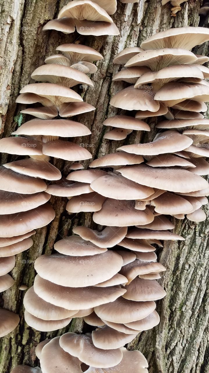 mushrooms on tree