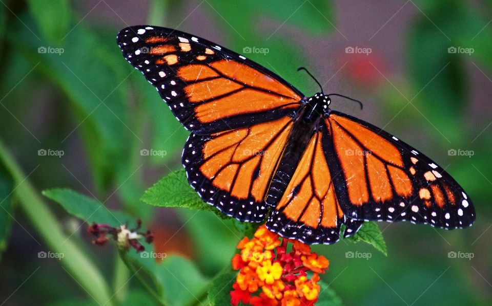 Monarch gracing the garden