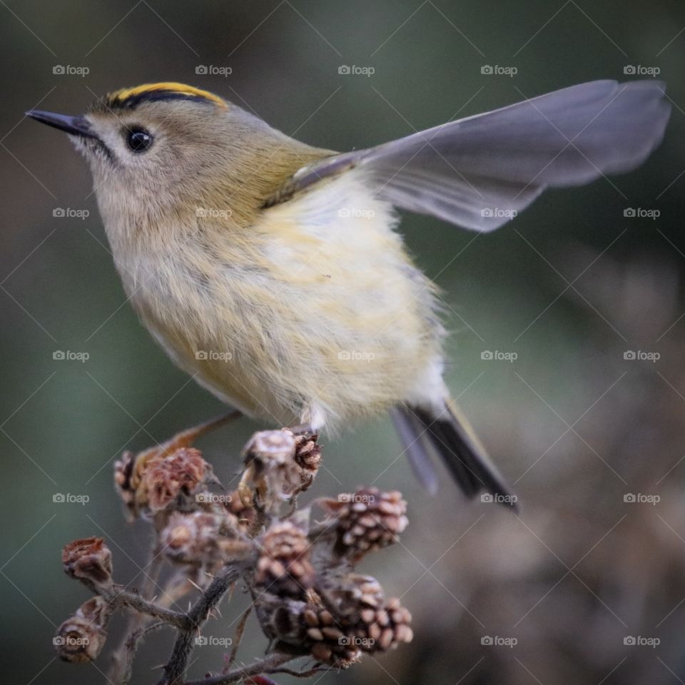 Goldcrest 