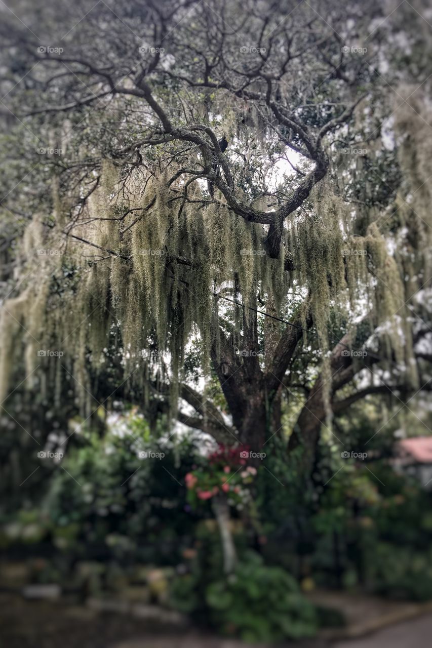 Incredible Low Country Live Oak, Spanish Moss