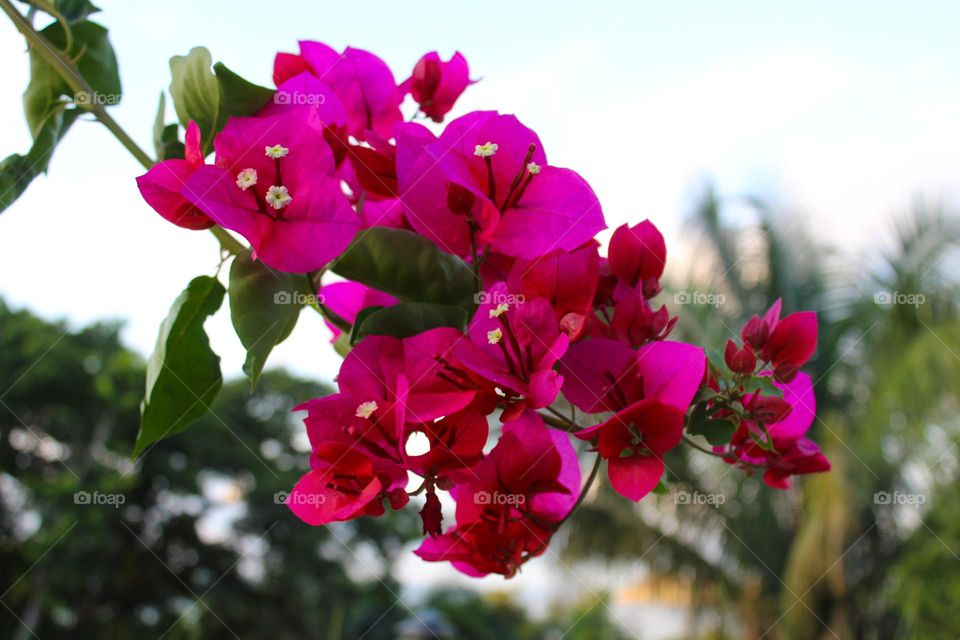 Close up of a branch with pink Bougainvillea flowers in the natural environment.  Costa Rica