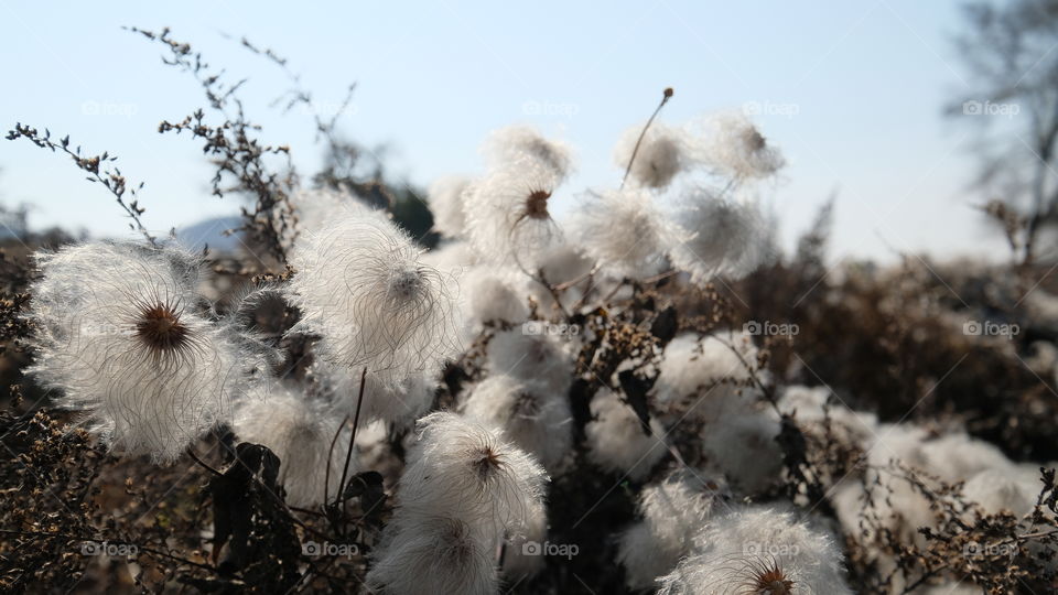 white pompon botany