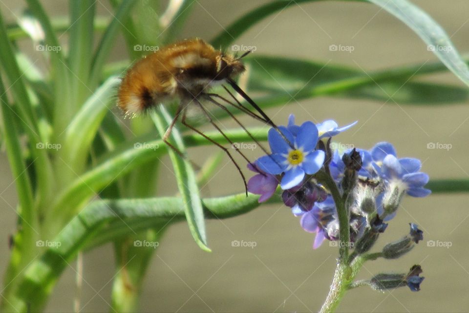 Bee fly collecting nectar from a forget-me-not flower