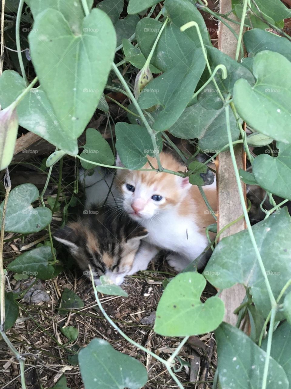 Wild baby cats hiding in the vegetation