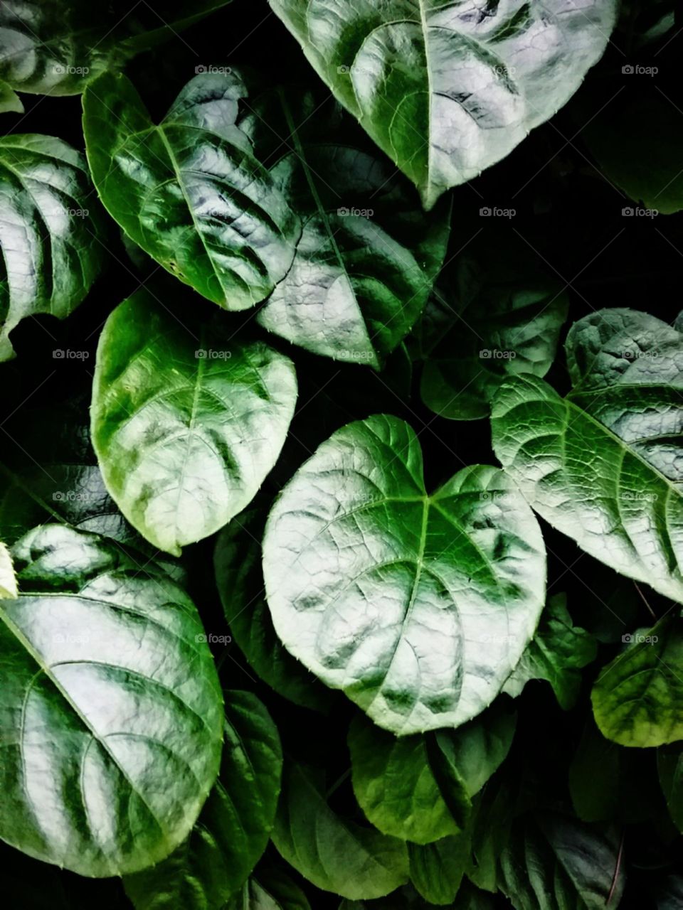 Folhagens brilhantes e cheias de vida.