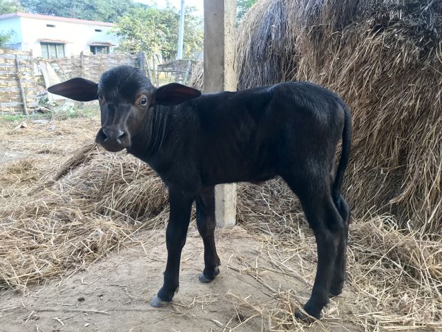 Indian Buffalo kid 