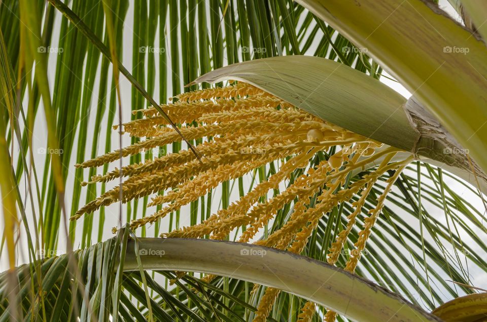 Side View Of Coconut Inflorescence And Sheathe