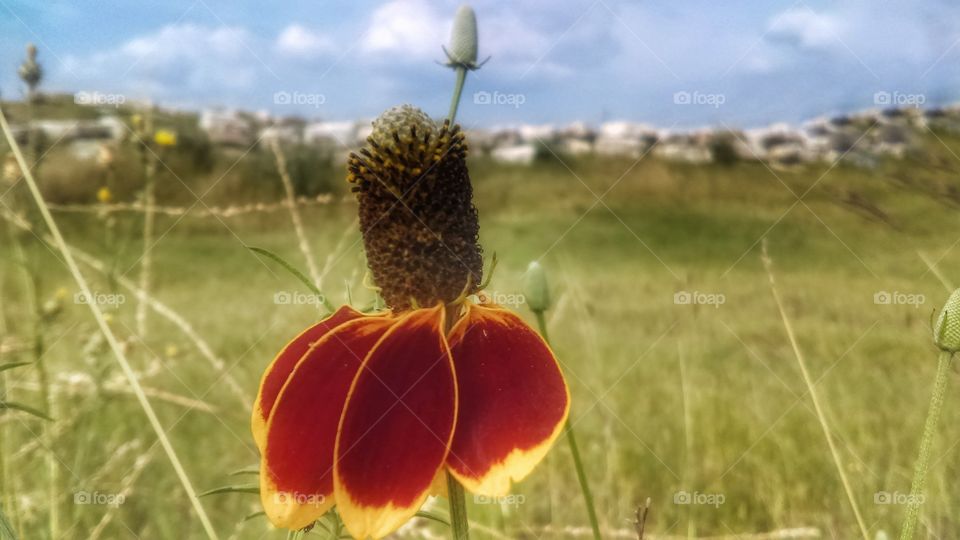 Mexican hat, Red-spike Mexican hat, Upright prairie coneflower, Prairie coneflower, Long-headed coneflower, Thimbleflower