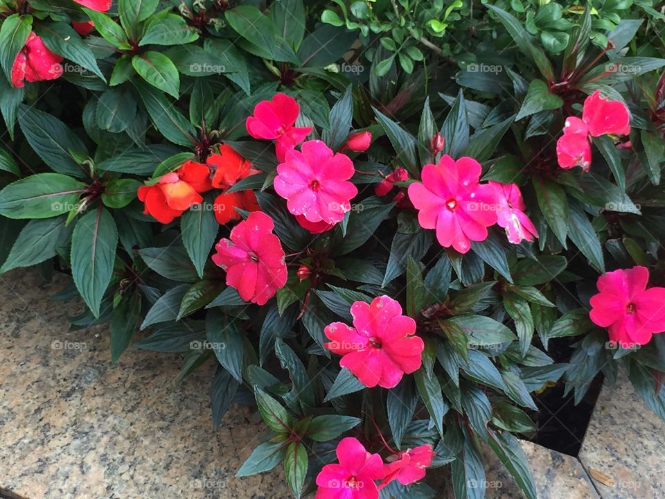 Pink and Red Flowers