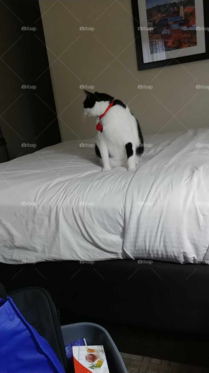 bed,cat,black,white,