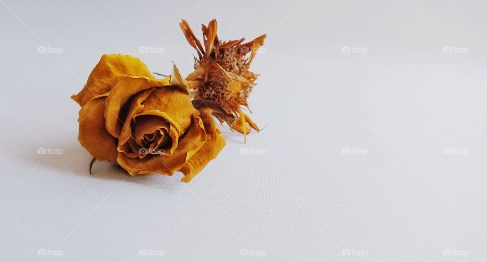 dries rose flower on white background