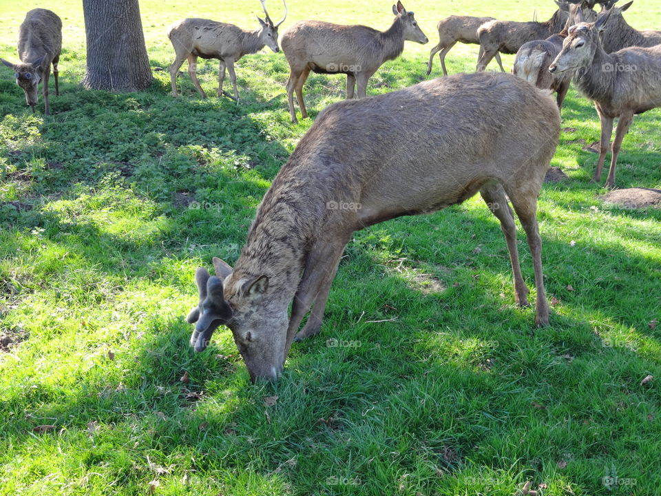 deer in city park