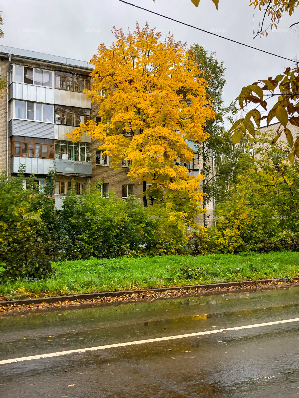 Желтый клён. Осень