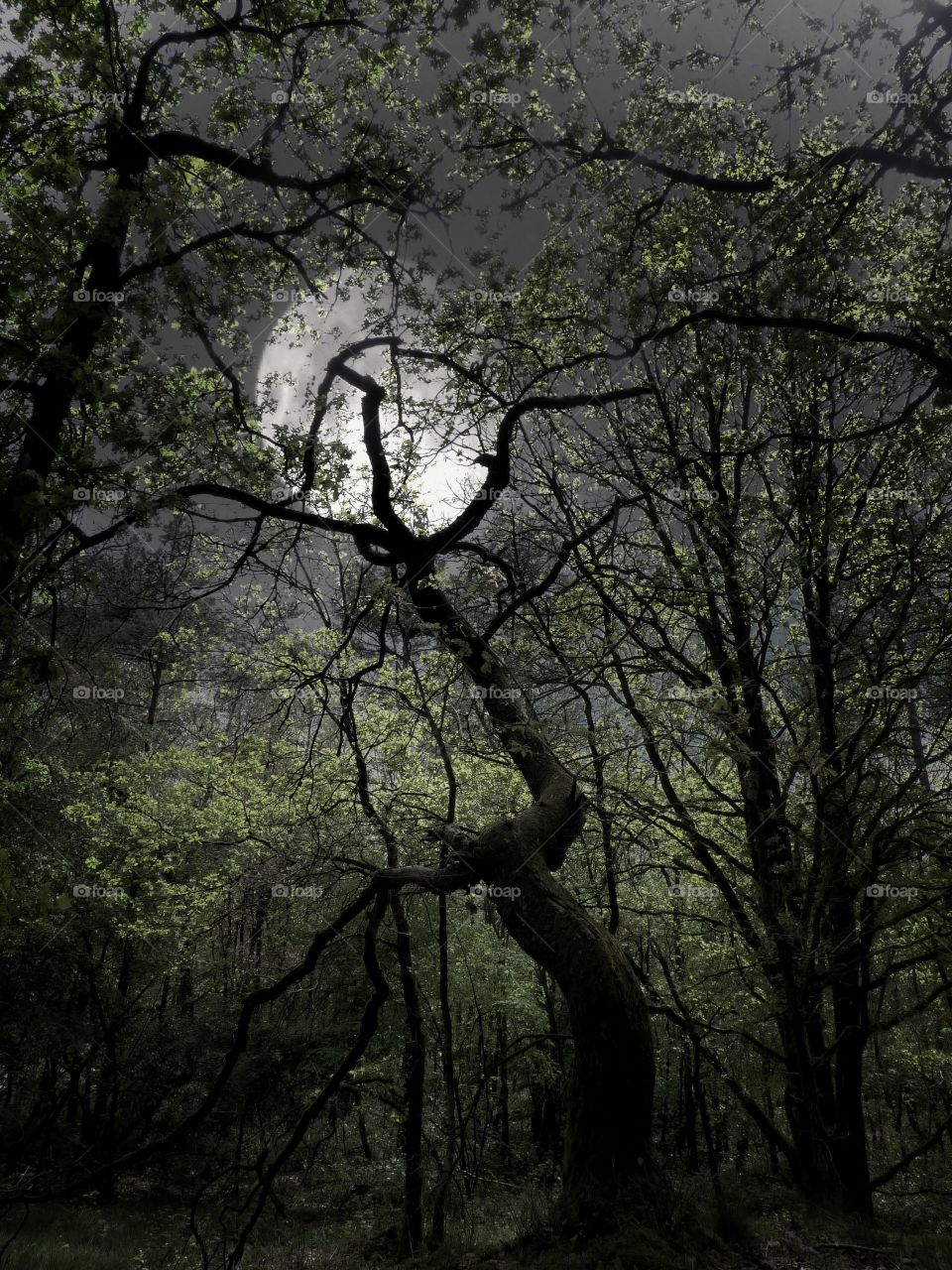 Moon and tree 
