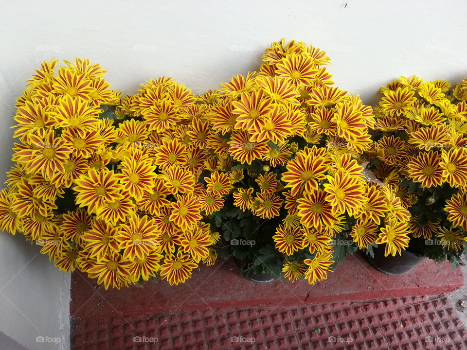 i found these flowers in front of a bakery in baguio city philippines. it was so beautiful that i cant resist taking pictures.