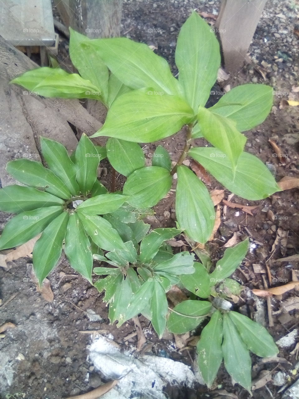 the herbs leaf for high blood