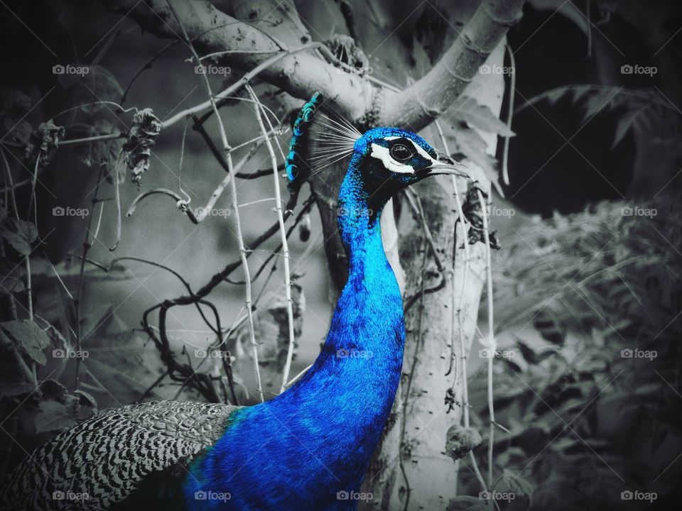 peacock