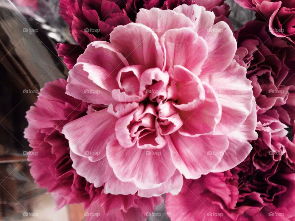 Pink carnations