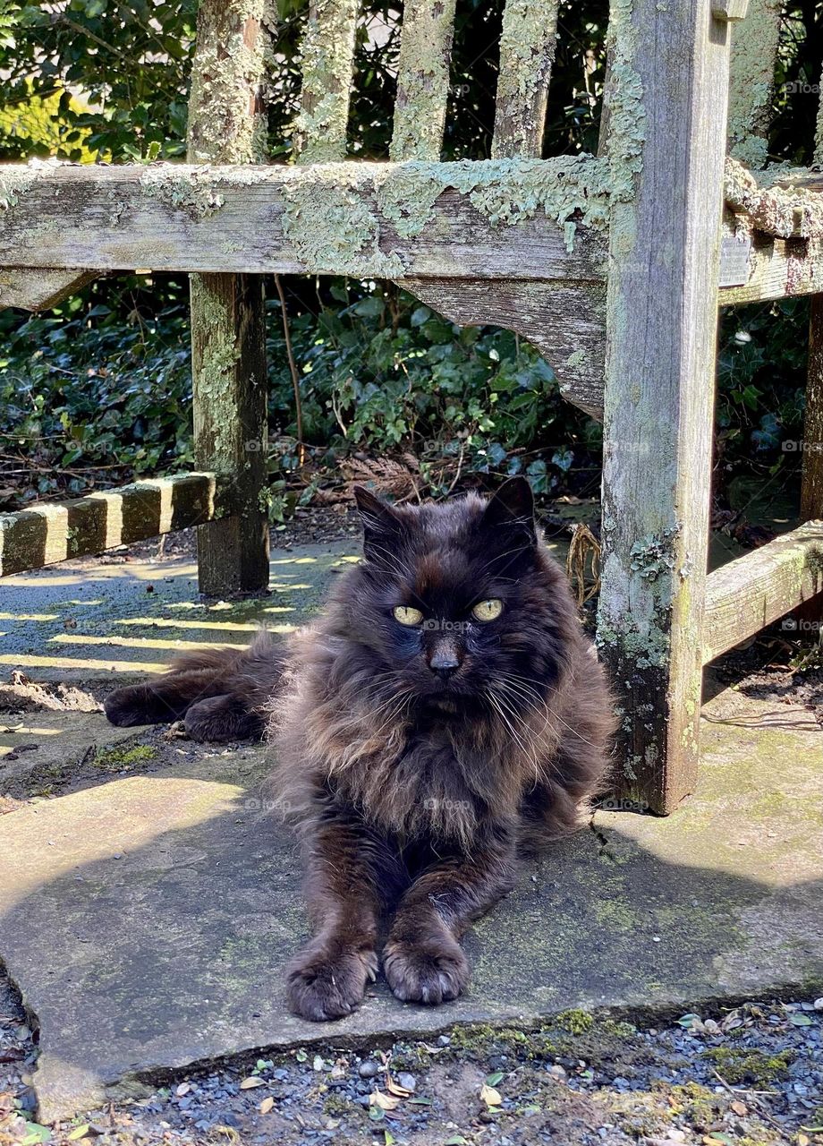 A fluffy black cat sitting under a wooden chair covered in lichen