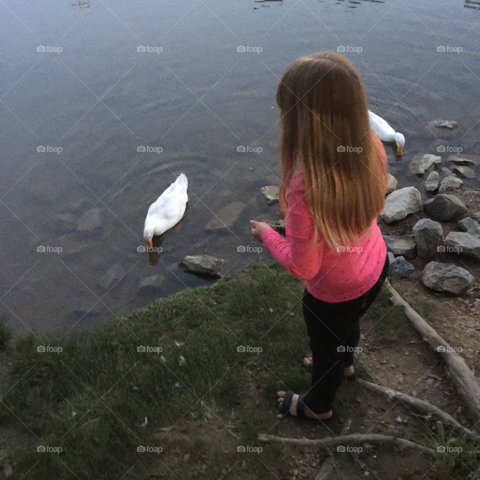 Feeding ducks 