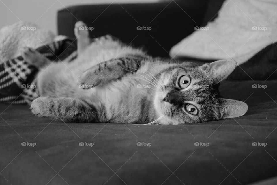 Black and white photo, cat