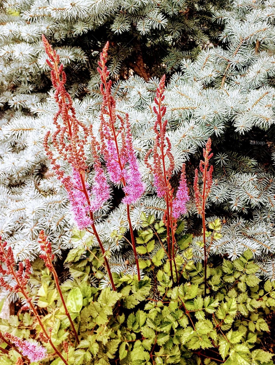 Purple Buds