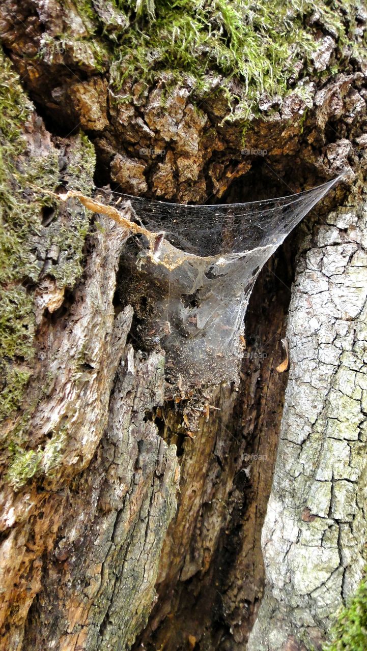Spiderweb on the tree