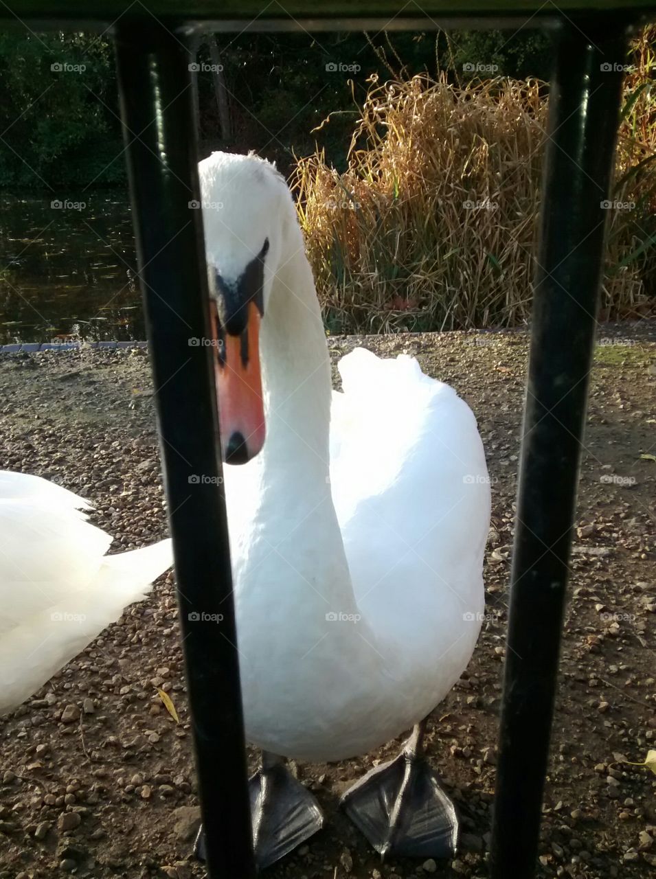 prison swan
