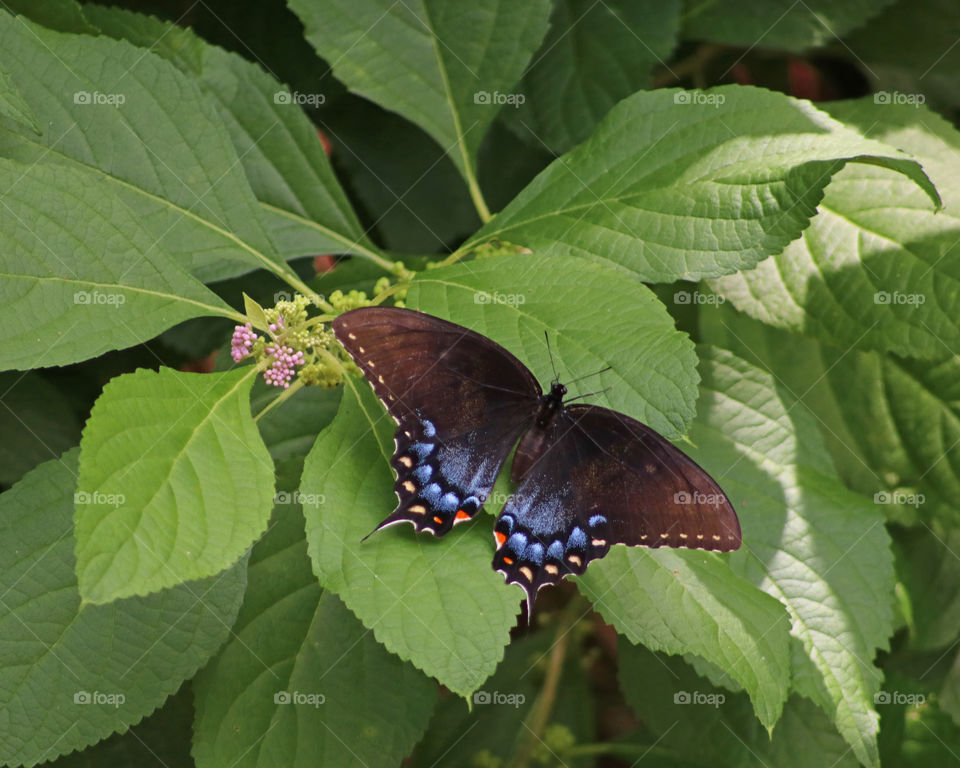 Black Swallowtail butterfly on leaf
