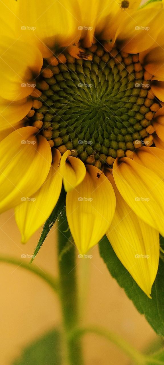 pattern of sunflower