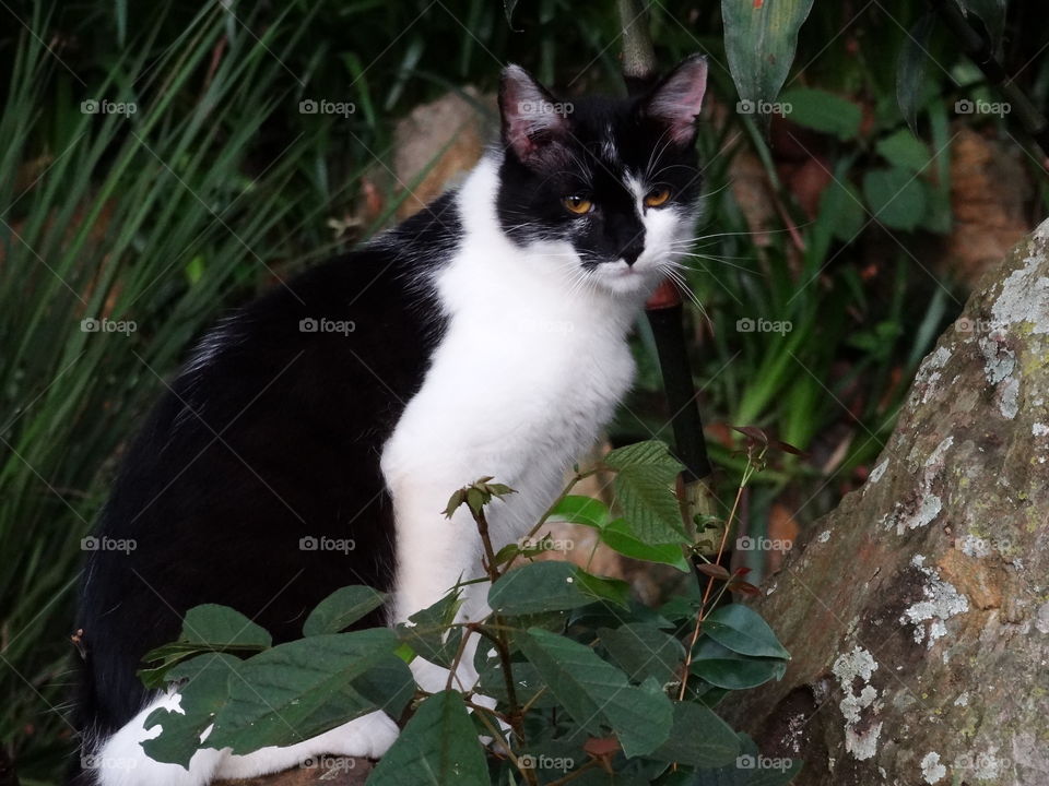 Street Cat