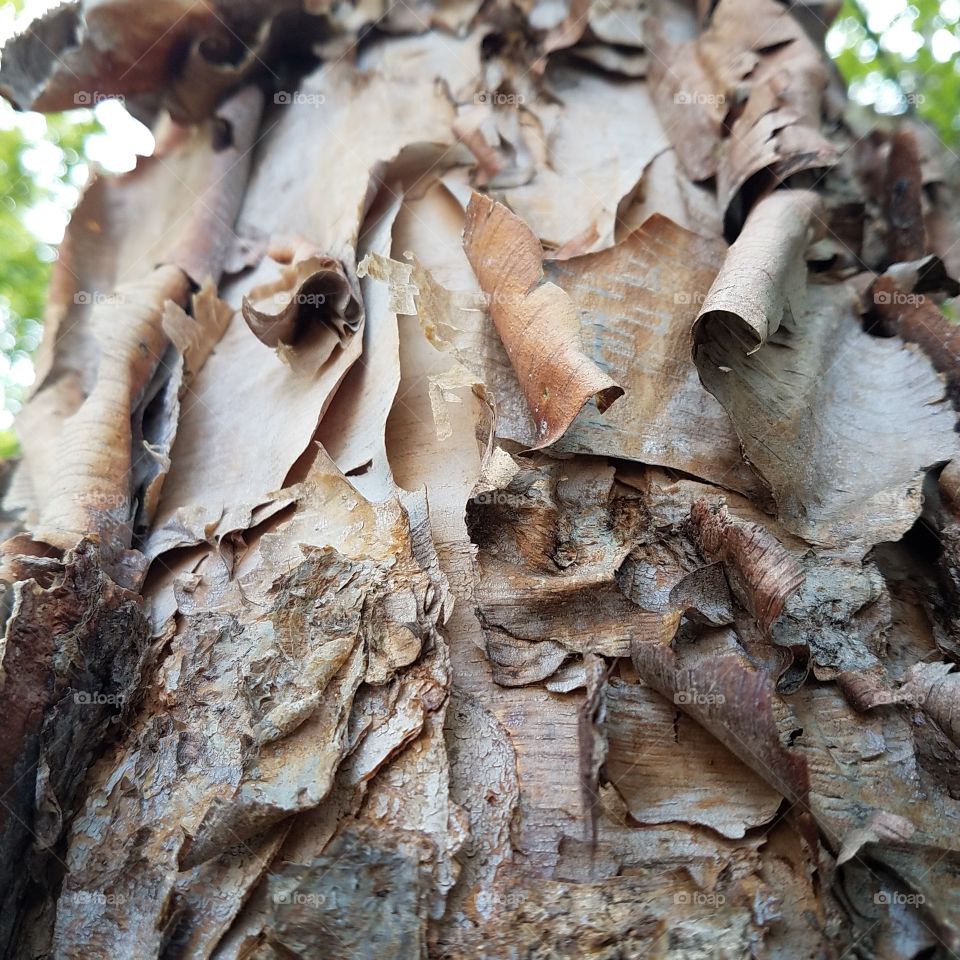 Curly tree bark